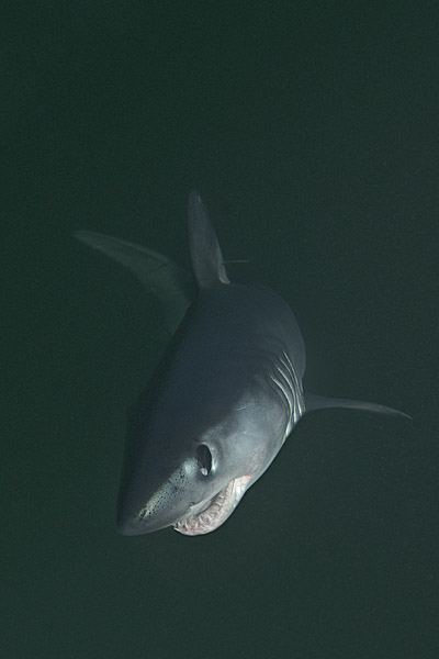 Porbeagle Shark Pictures - Images of Lamna nasus